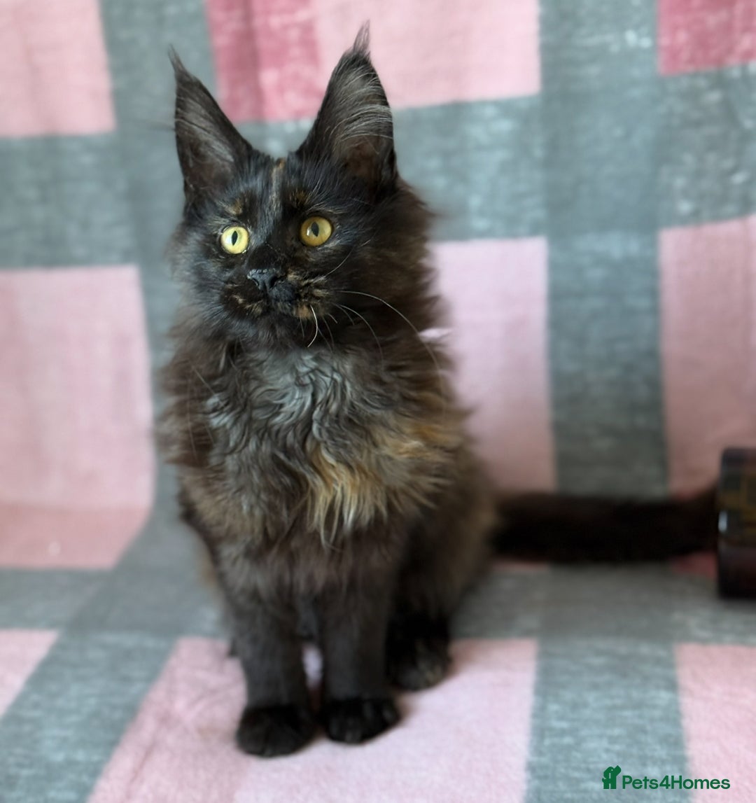 Maine Coon cats for sale: European Blood Lines GCCF Reg Main Coon Kittens  - Image 3
