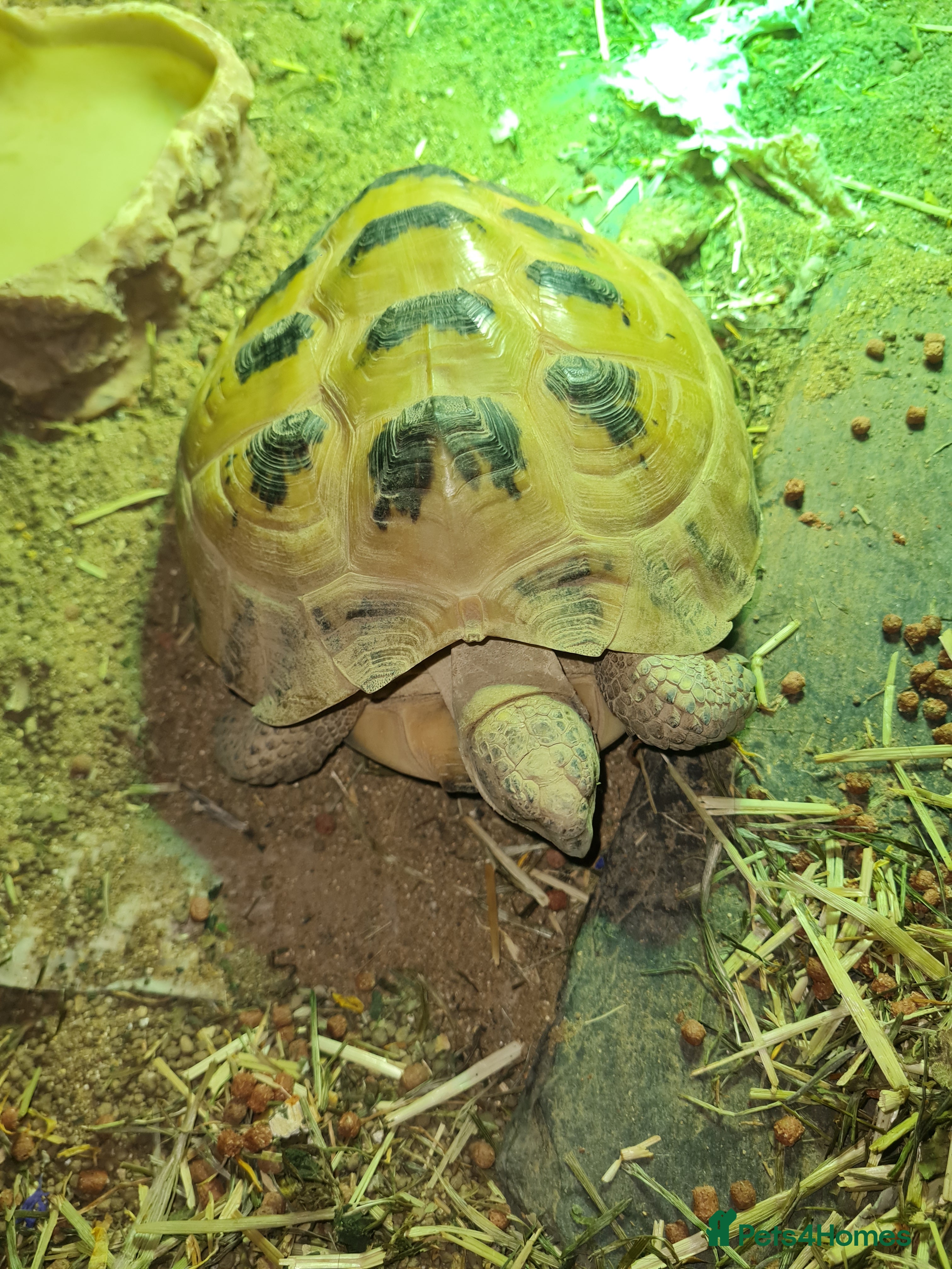 Tortoise reptiles for sale: Horsefield Tortoise with full set up - Advert 1