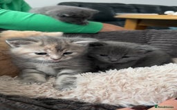 Mixed Breed cats for sale: Half mine coon half British  - Image 13