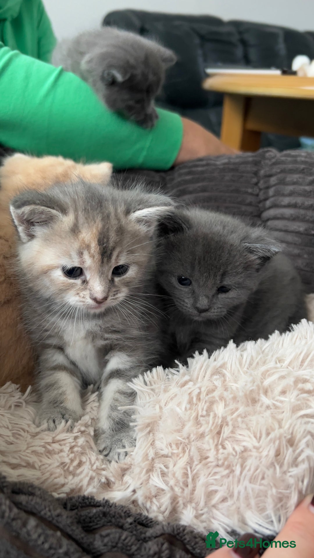 Mixed Breed cats for sale: Half mine coon half British  - Image 13
