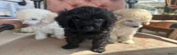 Miniature Poodle dogs for sale: Pedigree club registered Miniature poodles  - Advert 32