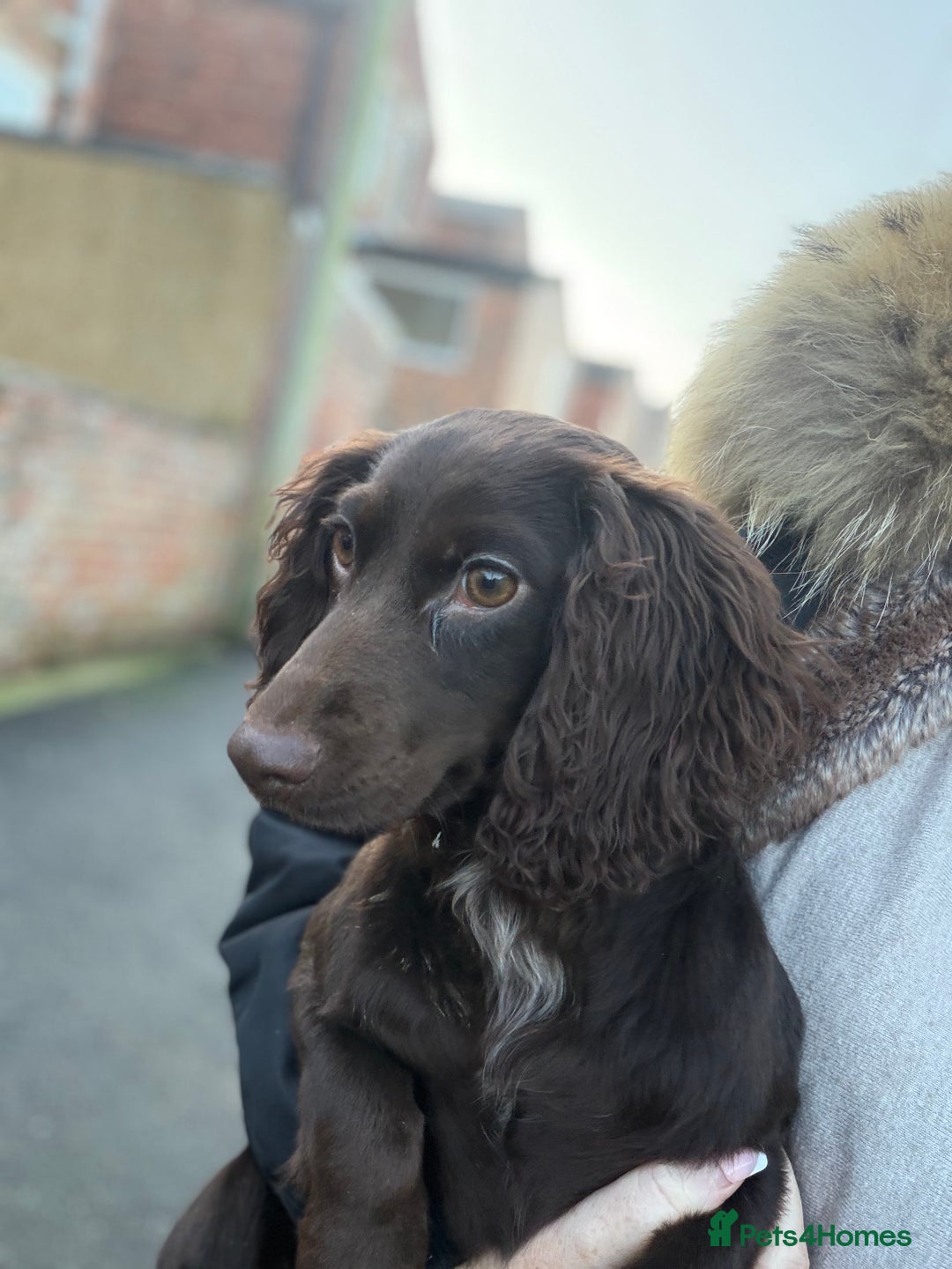 Cocker Spaniel dogs for sale: Cocker spaniel  - Advert 1