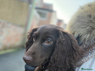 Cocker Spaniel dogs Cocker spaniel - Advert 2