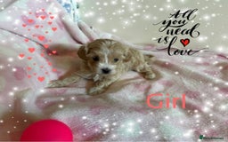 Maltipoo dogs for sale: Exceptional Genuine Maltipoo Puppies  - Advert 8