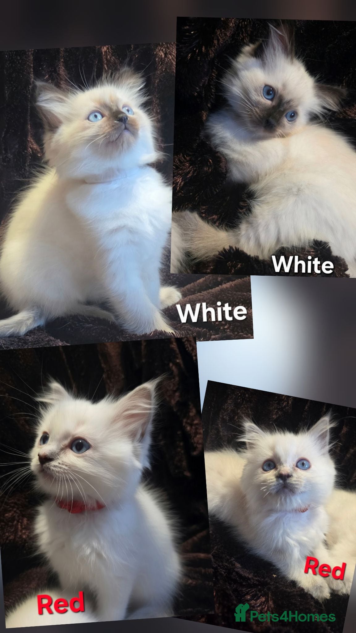 Ragdoll cats 🏆GCCF REG. EXTENSIVELY TESTED RAGDOLL KITTENS🌟 - Advert 2