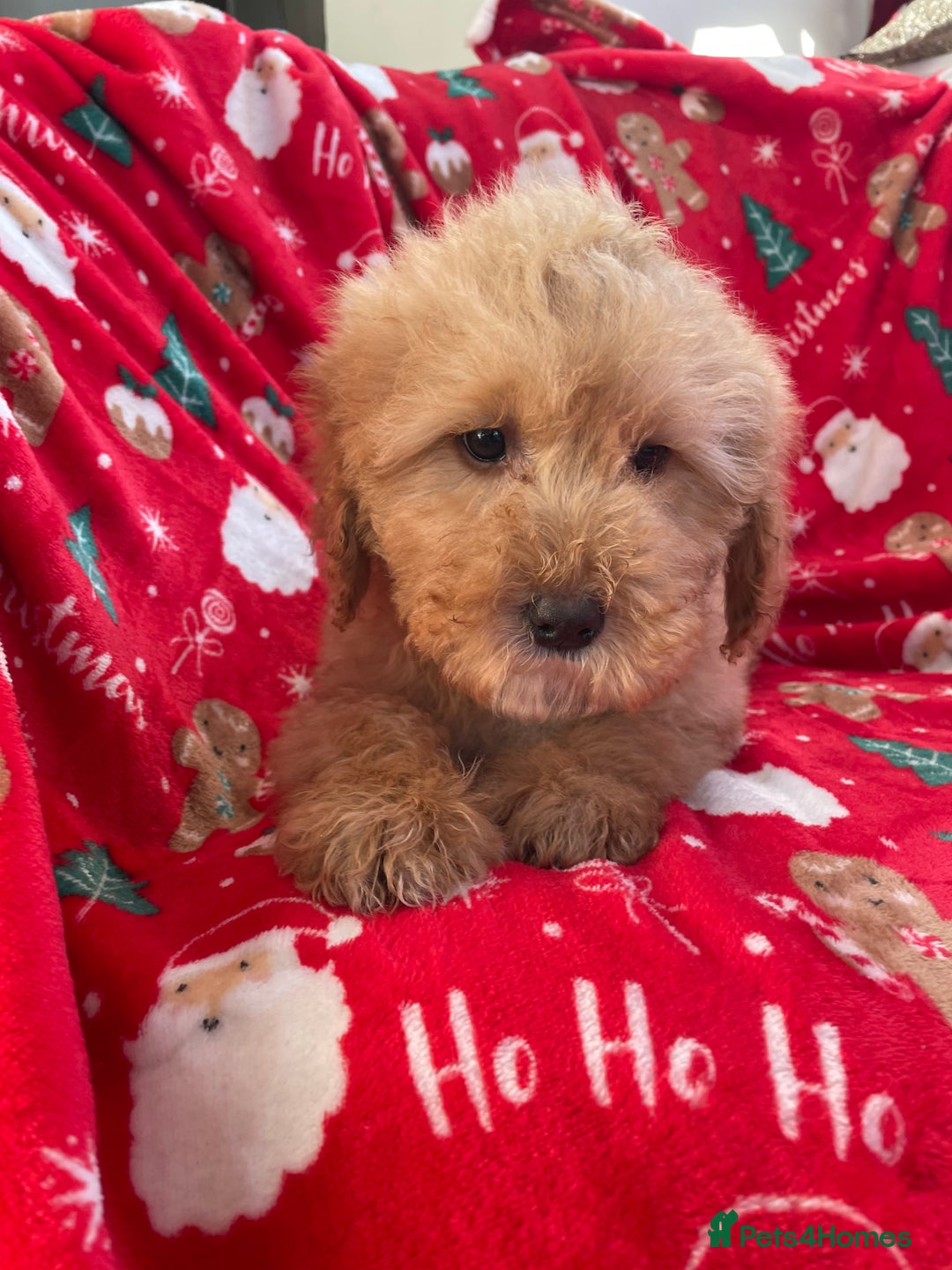 Mixed Breed dogs for sale: 🌟🌟Stunning Australian Cavapoo Puppies 🩷💙 m - Advert 18