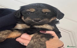 Labradoodle dogs for sale: Gorgeous f1b Labradoodle Puppies KC Parents - Advert 9