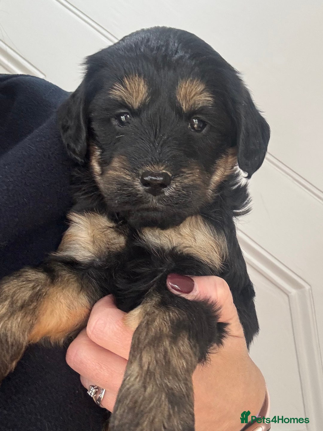 Labradoodle dogs for sale: Gorgeous f1b Labradoodle Puppies KC Parents - Advert 9