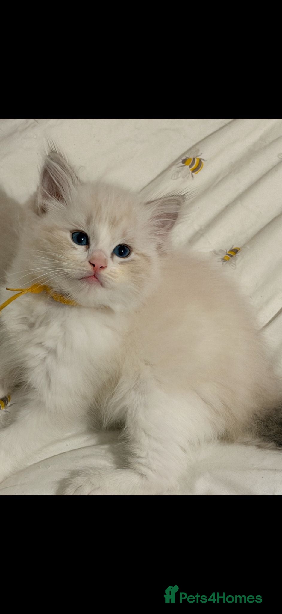 Ragdoll cats One last  seal bi colour ragdoll kitten left  - Advert 1