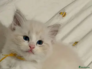 Ragdoll cats Last Tica reg seal bicolour ragdoll kitten left - Advert 2