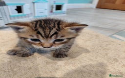 Maine Coon cats for sale: Kittens for sale half main coon - Image 12