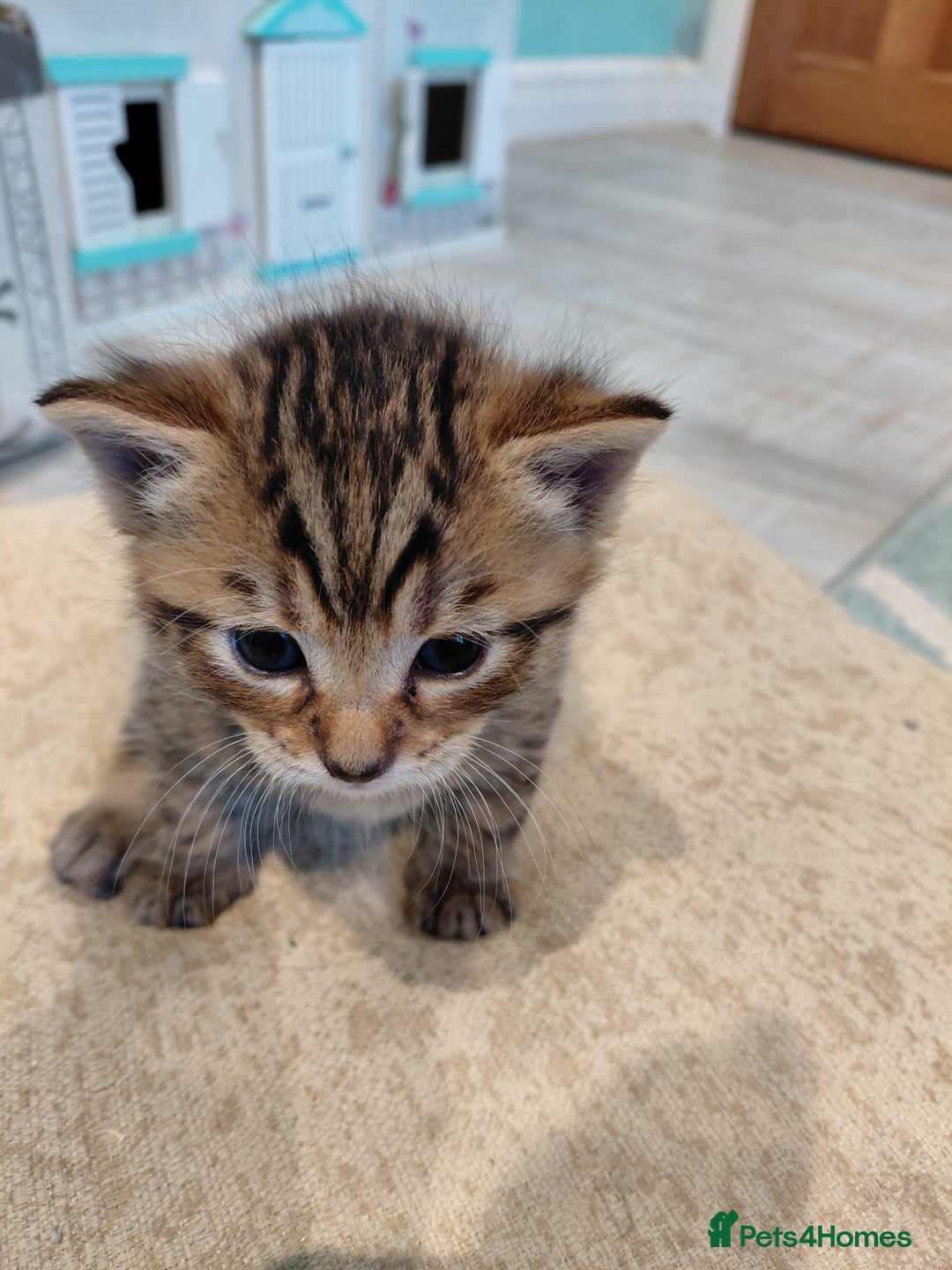 Maine Coon cats for sale: Kittens for sale half main coon - Image 12