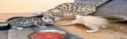 Bengal cats for sale: Tempest Bengal TICA registered kittens  - Advert 13