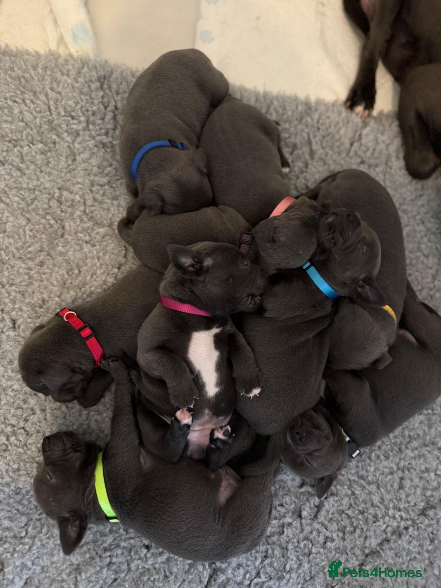 Staffordshire Bull Terrier dogs Last 3 female pups- KC Staffordshire bull terriers - Advert 15