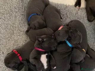 Staffordshire Bull Terrier dogs Last 3 female pups- KC Staffordshire bull terriers - Advert 15