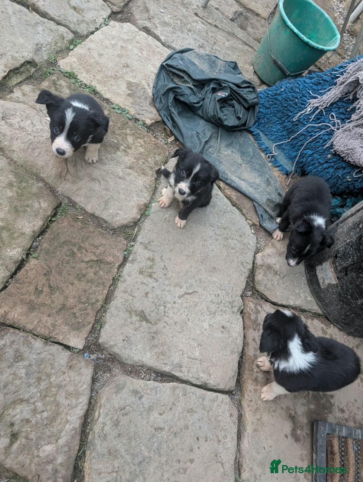 Border Collie dogs Isds registered border collie pups  - Advert 1