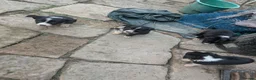Border Collie dogs for sale: Isds registered border collie pups  - Advert 1