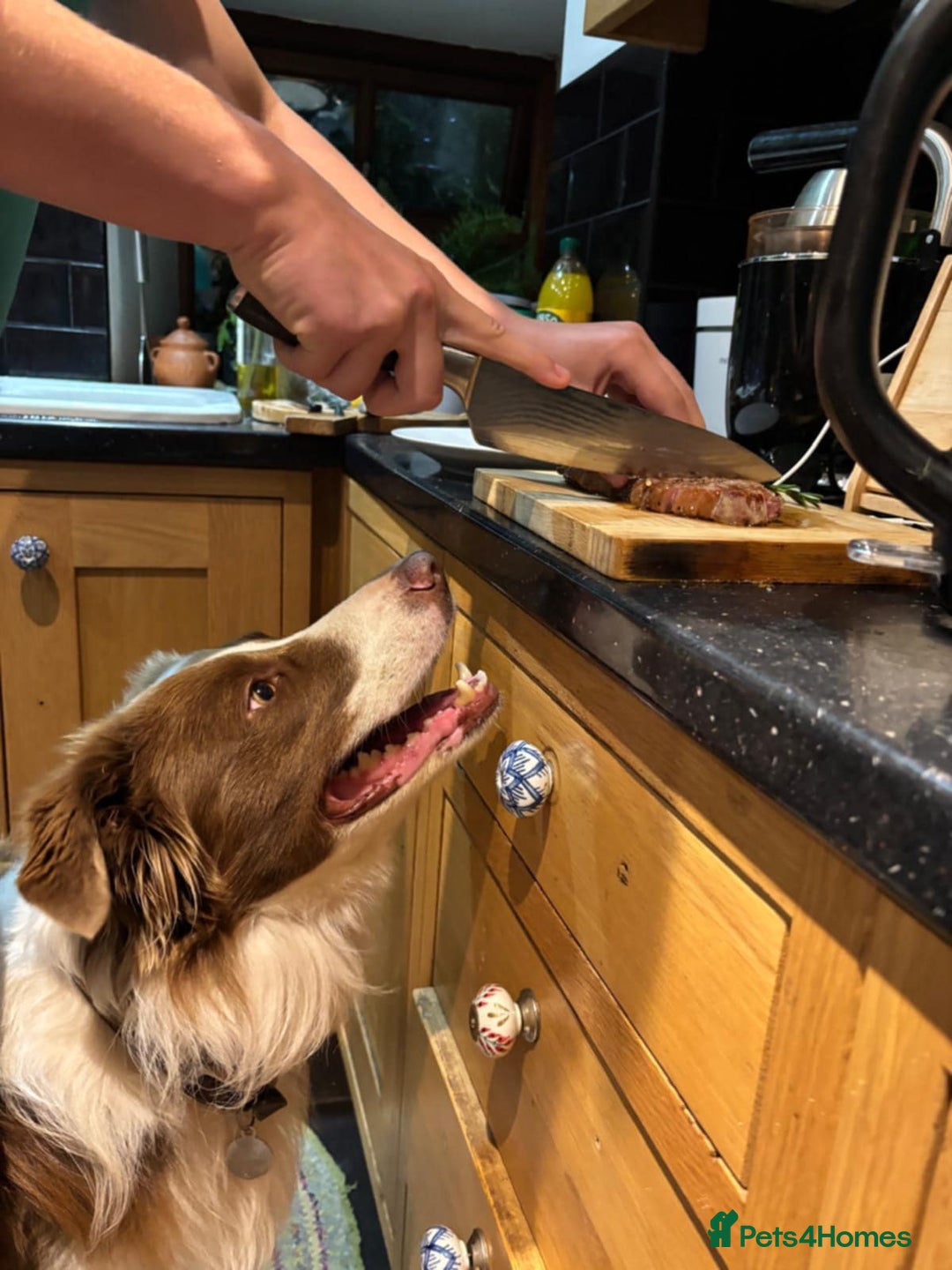 Border Collie dogs for sale: Border collie - Image 12