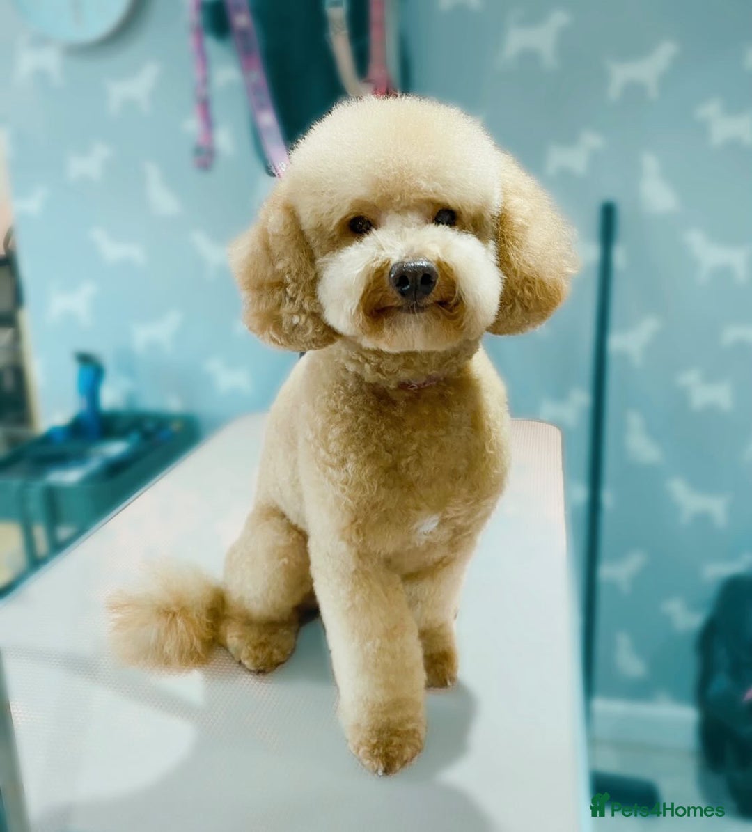 Miniature Poodle dogs for stud: Teddy KC Registered/Health tested Toy Stud in Wigan - Image 9