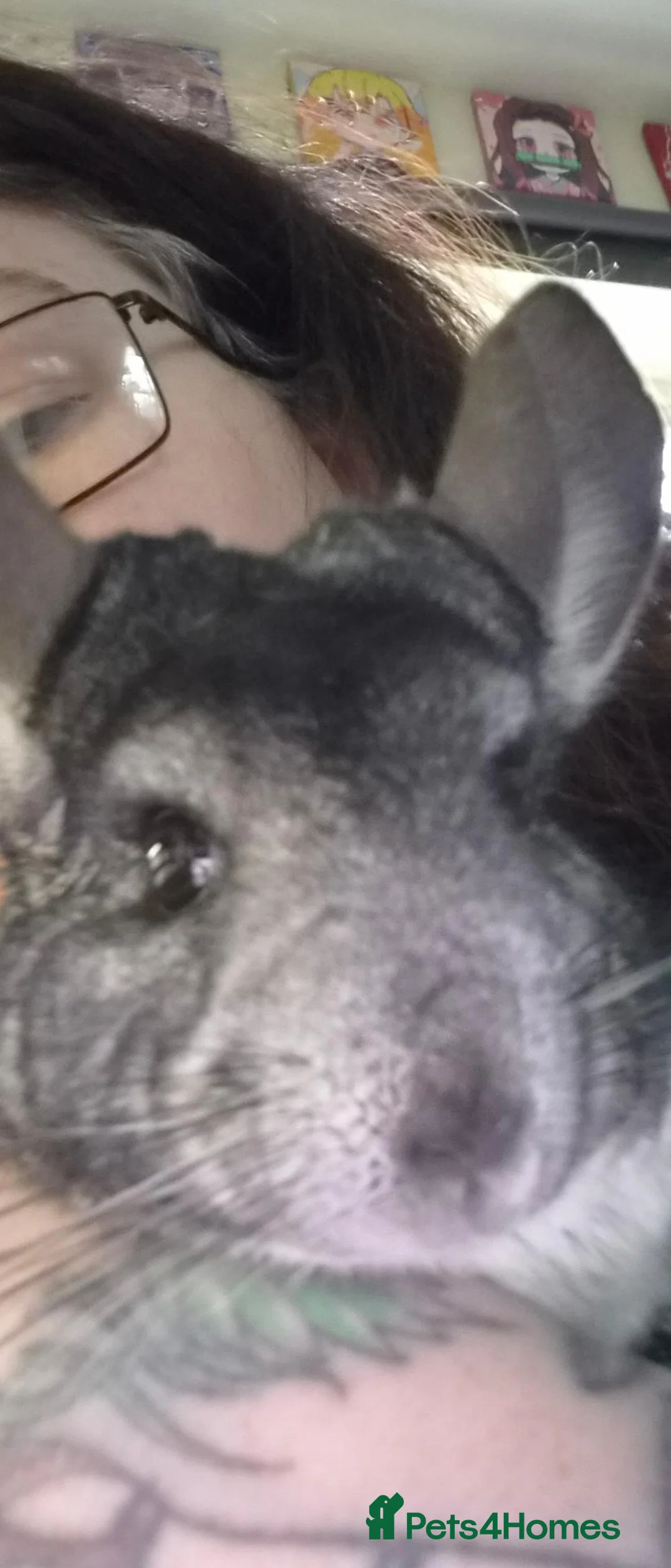 Ferret rodents for sale: 2 gorgeous female chinchillas plus cage - Advert 4