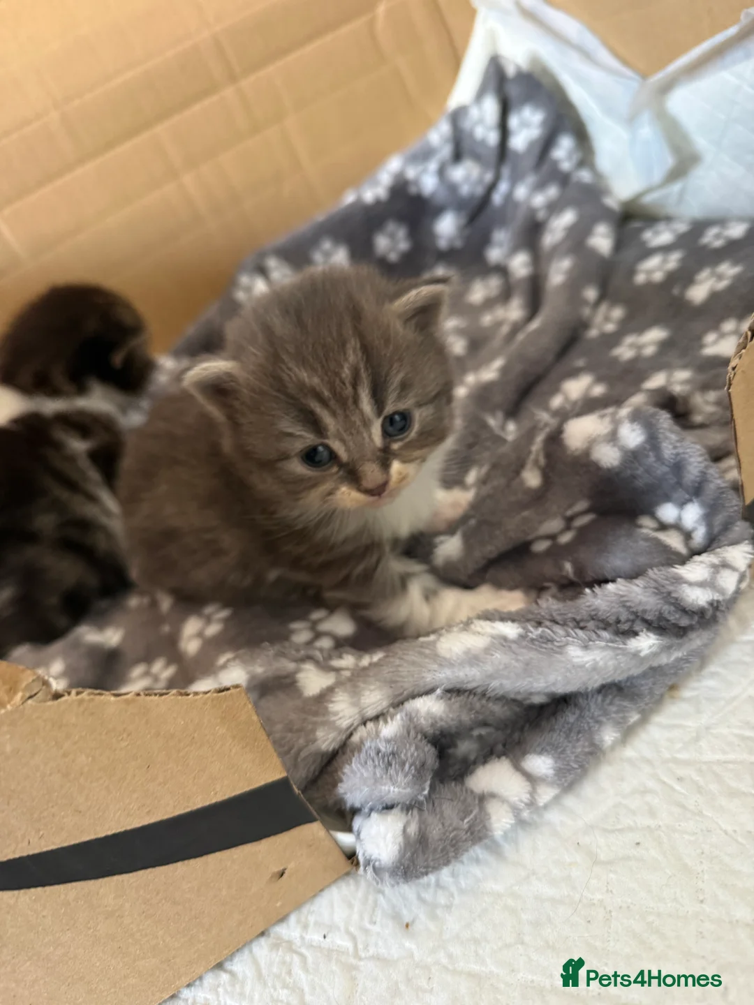 Mixed Breed cats for sale: 🐾 3 fluffy kittens looking for forever homes🐾 - Advert 19