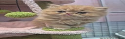 Persian cats for sale: Gorgeous Persian kittens! READY FOR  ** ! - Advert 8