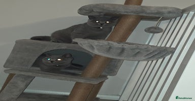 British Shorthair cats - Advert 15