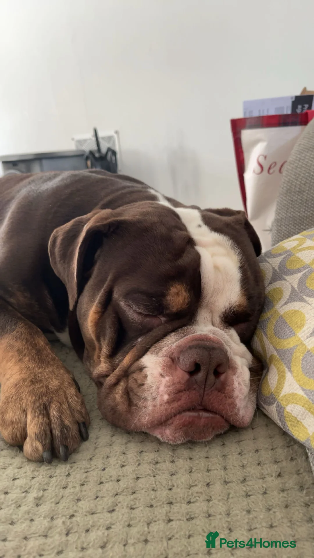 English Bulldog dogs for sale: English Bulldog  - Advert 4