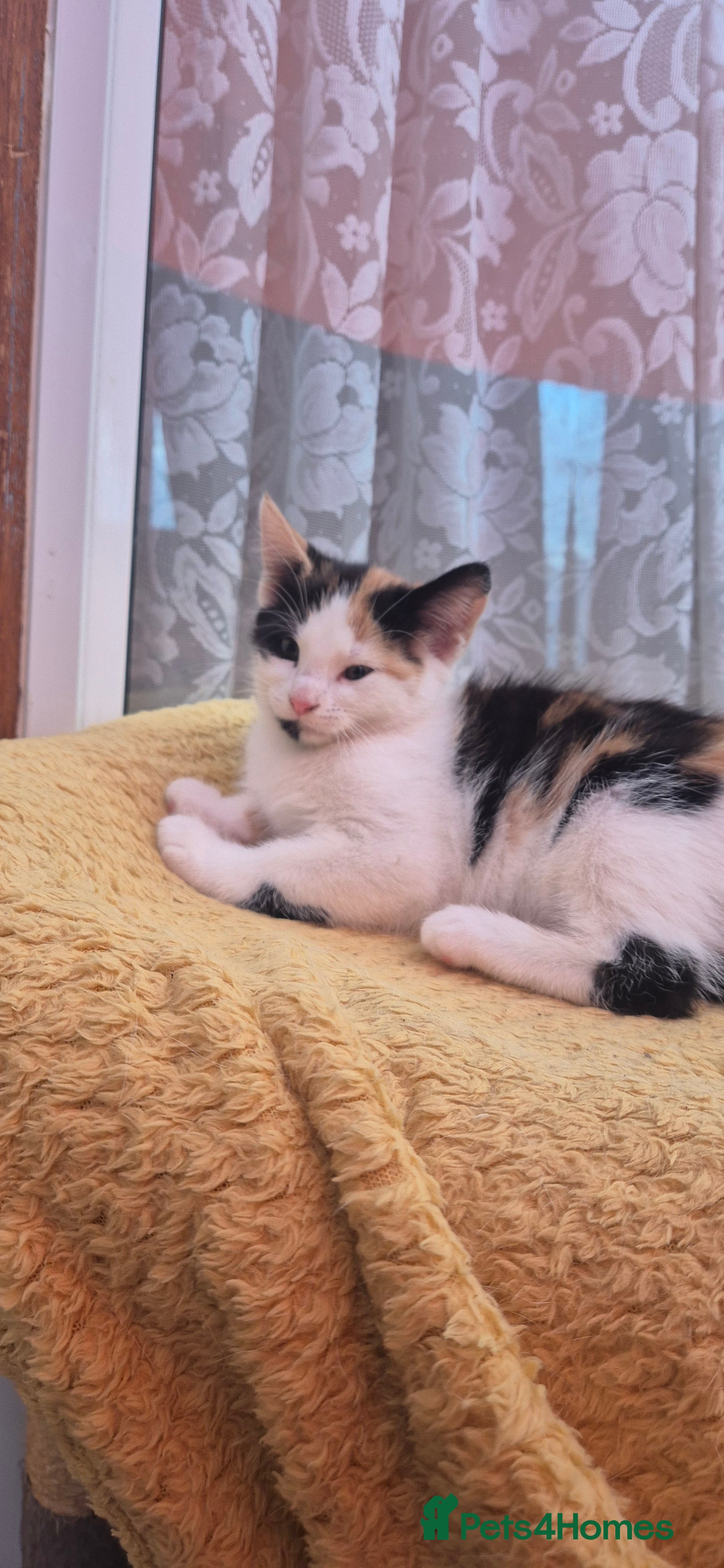 Mixed Breed cats Cute kitten - Advert 17