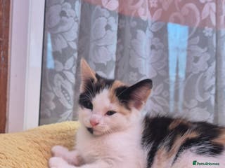 Mixed Breed cats Cute kitten - Advert 16