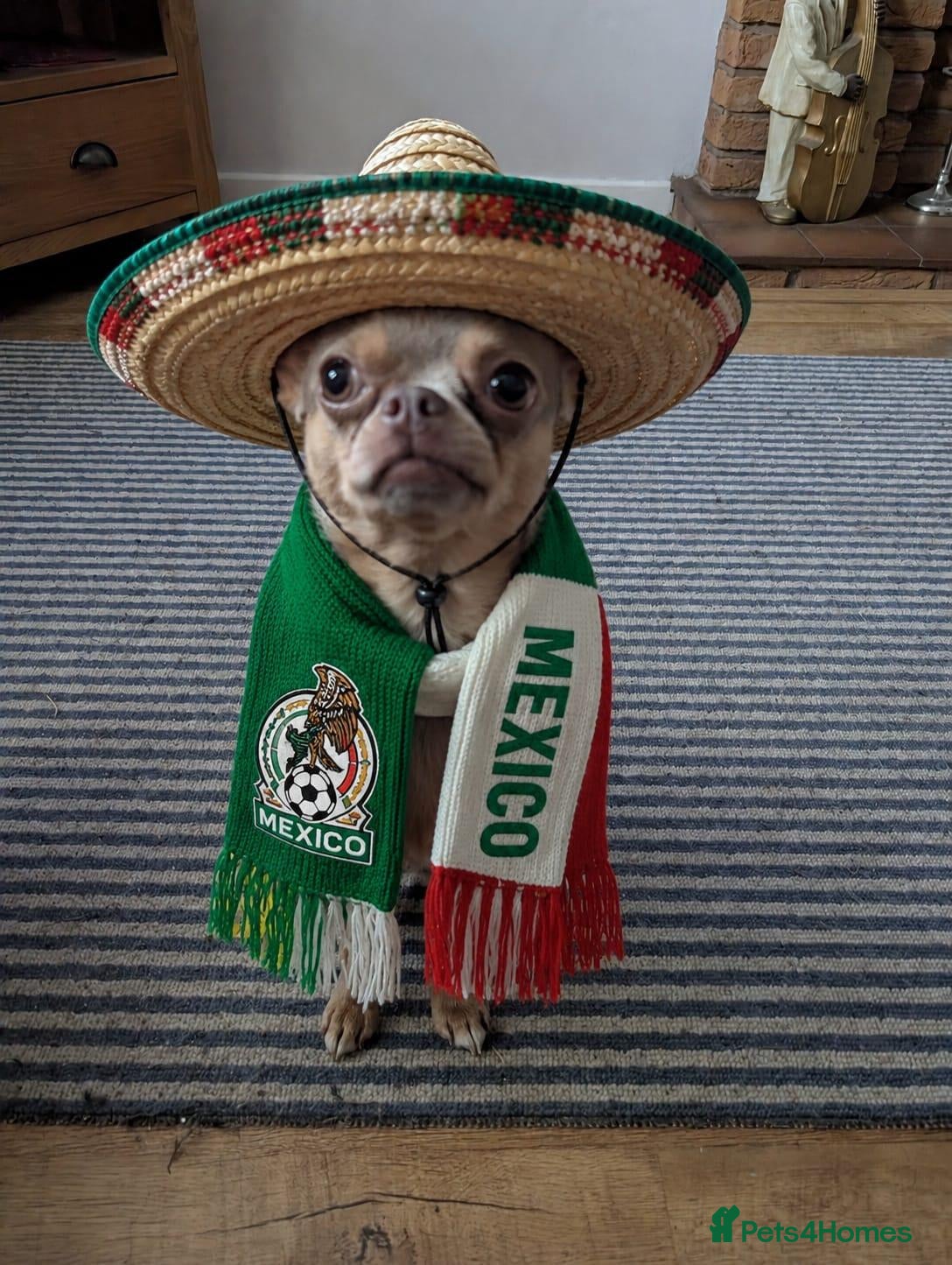 Chihuahua dogs Chihuahua for stud - Advert 2