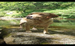 Labrador Retriever dogs for stud: Outstanding Proven KC Yellow Labrador Stud - Image 6