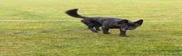 Sheprador dogs for sale: Jet🐾 in Worthing - Advert 7