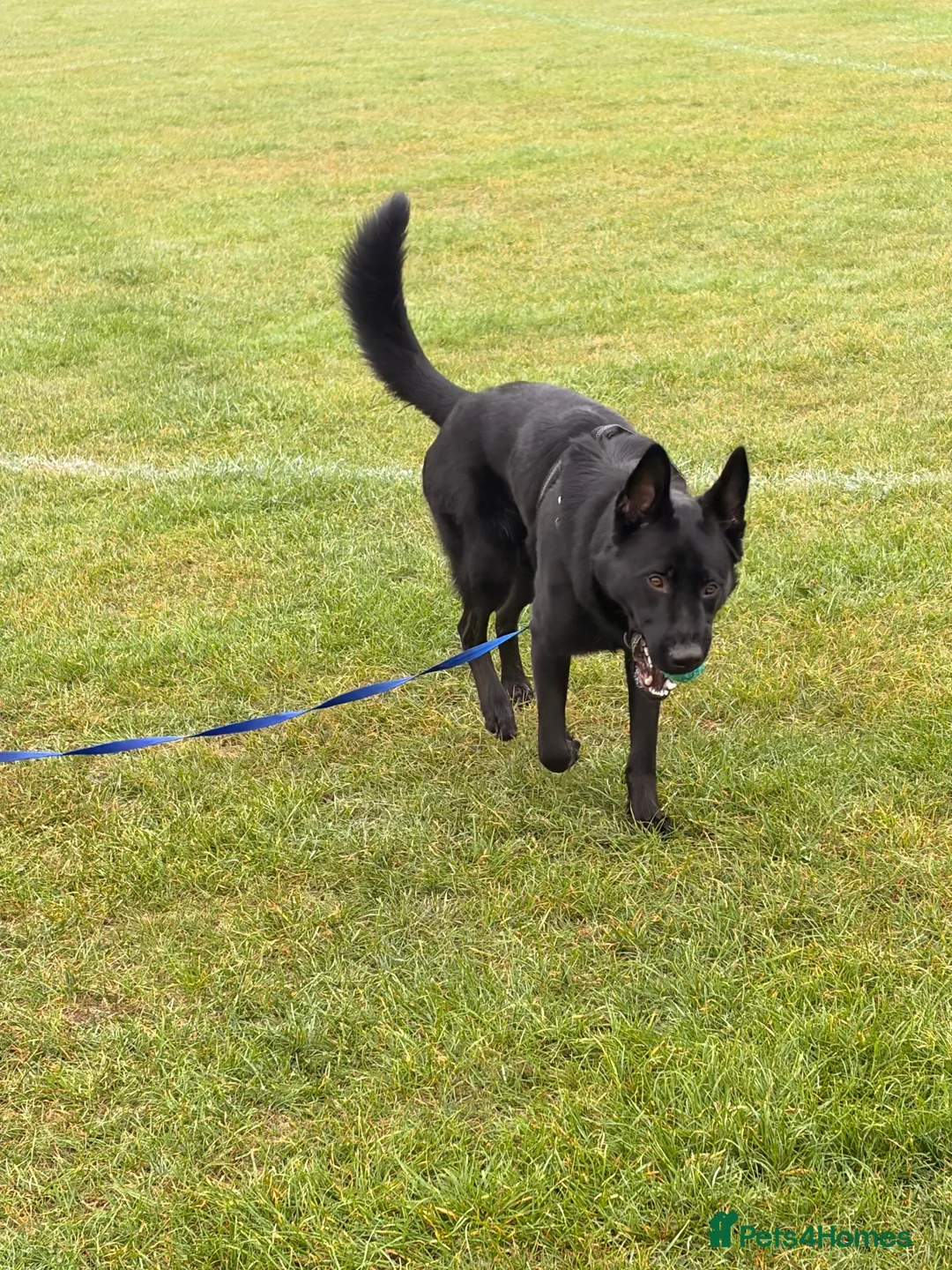 Sheprador dogs for sale: Jet🐾 in Worthing - Advert 7