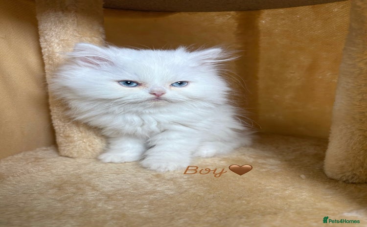Persian cats - Advert 4