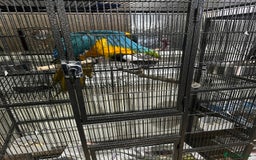 Macaws birds for sale: Beautiful macaw  - Image 2