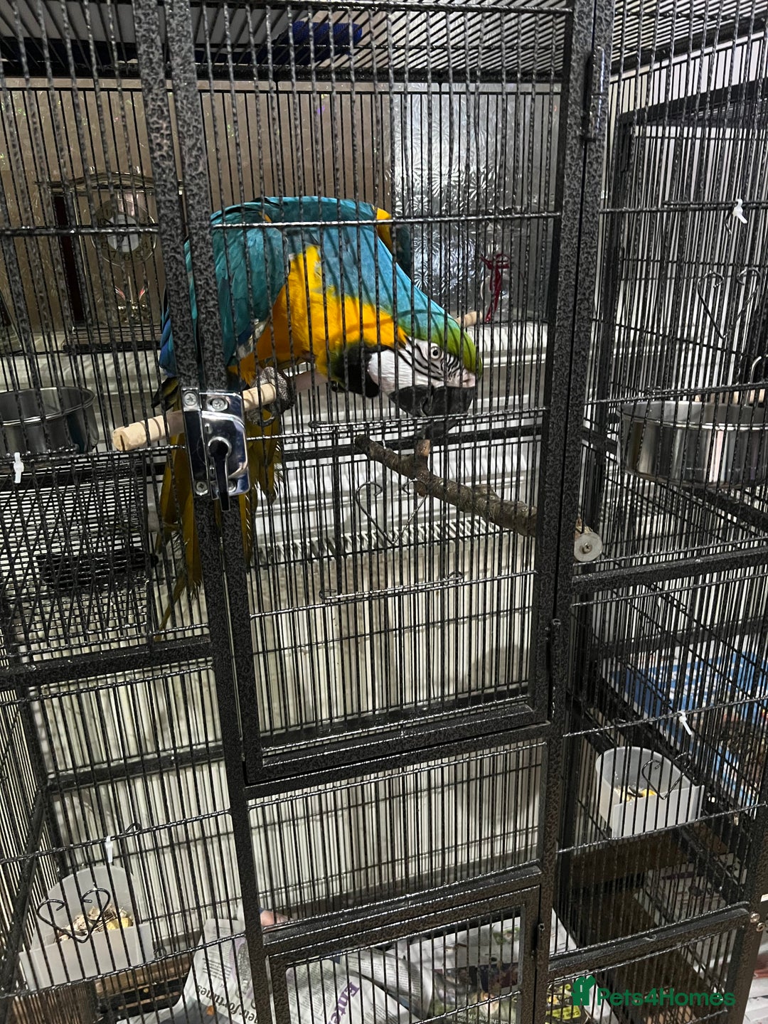 Macaws birds for sale: Beautiful macaw  - Image 2