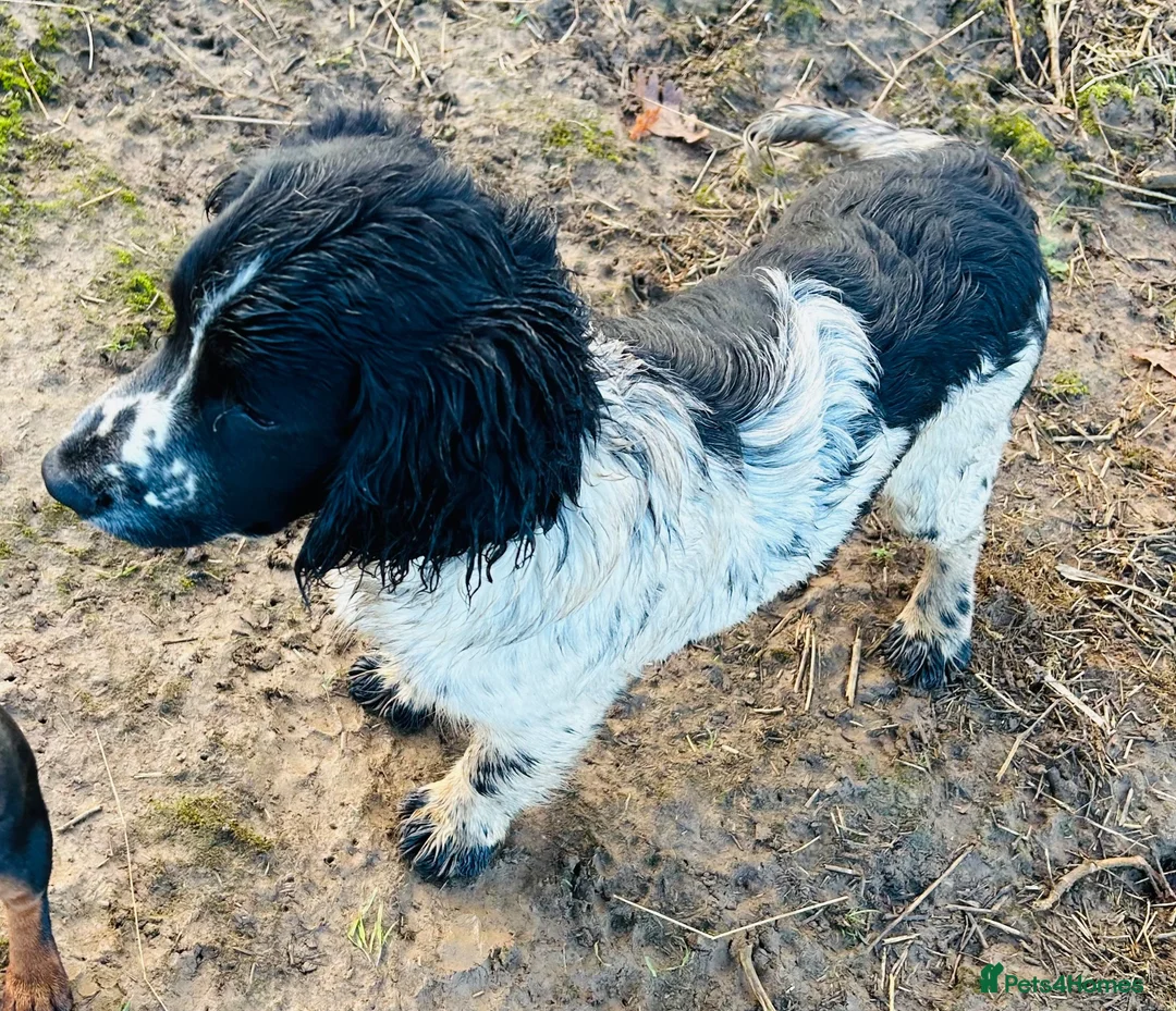 Cocker Spaniel dogs for sale: STUNNING WORKING COCKER SPANIEL PUPS - Advert 37
