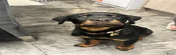 Rottweiler dogs for sale: Rottweiler female pup - Advert 7