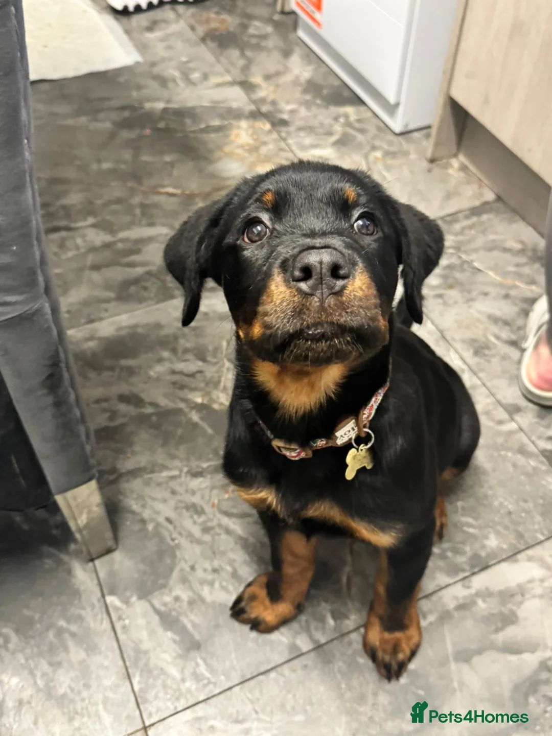 Rottweiler dogs for sale: Rottweiler female pup - Advert 7