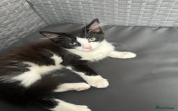 Mixed Breed cats for sale: Cat for sale  - Image 1