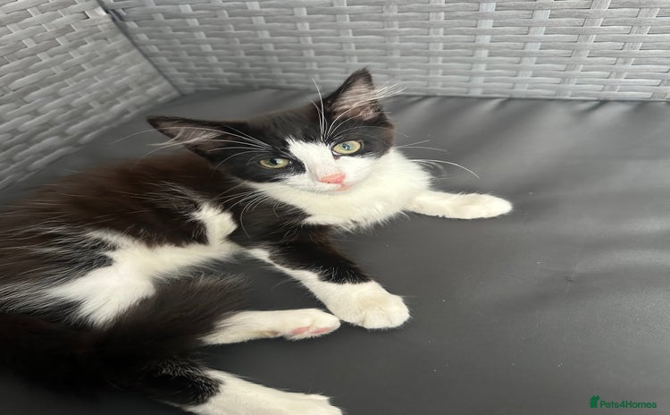 Mixed Breed cats - Advert 1
