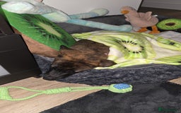 Mixed Breed dogs for sale: Kiwi German/lurcher - Advert 4