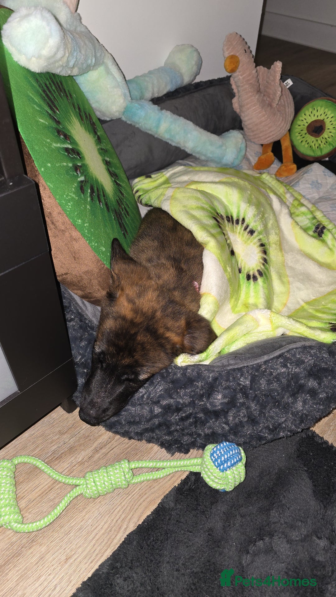 Mixed Breed dogs for sale: Kiwi German/lurcher - Advert 4