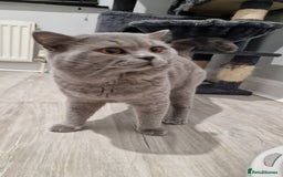 British Shorthair cats for stud: GCCF Active BLUE BOY for stud 💙 in Bexleyheath - Image 14