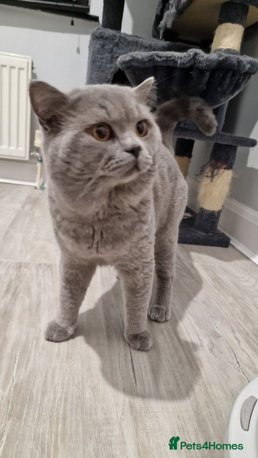 British Shorthair cats for stud: GCCF Active BLUE BOY for stud 💙 in Bexleyheath - Image 14