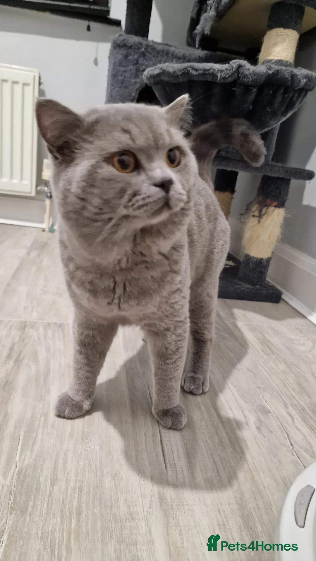 British Shorthair cats for stud: GCCF Active BLUE BOY for stud 💙 in Bexleyheath - Advert 14