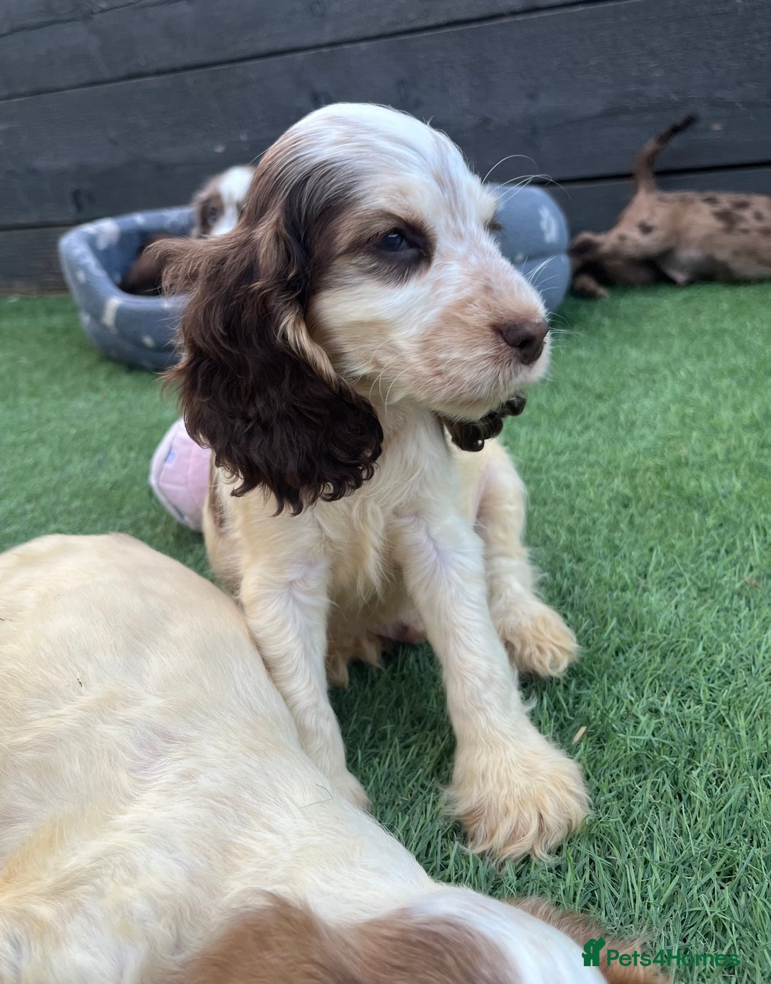 Cocker Spaniel dogs for sale: ❤️Gorgeous, Happy, Healthy, Spaniel babies 💙 - Image 9