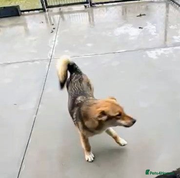 Mixed Breed dogs Monty, 1 yr approx. Available for adoption. - Advert 1