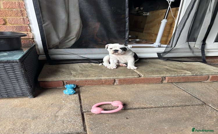 Olde English Bulldogge dogs - Advert 1